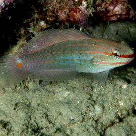 Amblygobius Decussatus 4-7 cm