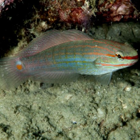 Amblygobius Decussatus 4-7 cm