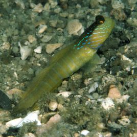 Cryptocentrus cyanotaenia 7-10 cm