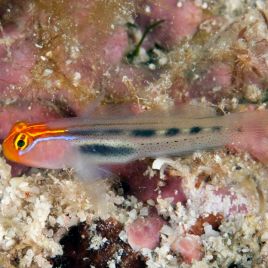 Elacatinus puncticulatus 1.5-4 cm (gobbie déparasitaire d'élevage)