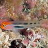 Elacatinus puncticulatus 1.5-4 cm (gobbie déparasitaire d'élevage)