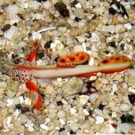 Discordipinna griessingeri 1-2 cm