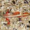 Discordipinna griessingeri 1-2 cm