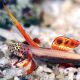 Discordipinna griessingeri 1-2 cm 79,50 €