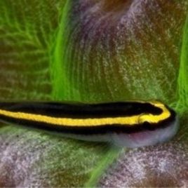 Elacatinus figaro : 1.5 à 3 cm  (Gobie déparasitaire d'élévage) 
