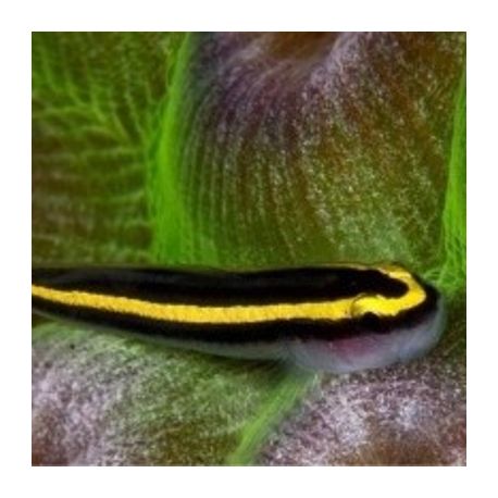 Elacatinus figaro : 1.5 à 3 cm  (Gobie déparasitaire d'élévage) 