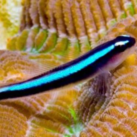 Elacatinus oceanops : 2-4 cm lot de 2