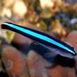 Elacatinus oceanops 2-4 cm (Gobbie déparasiteur d'élevage)