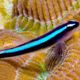 Elacatinus oceanops 2-4 cm (Gobbie déparasiteur d'élevage)