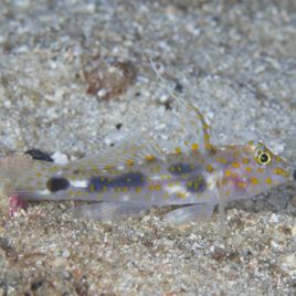 Fusigobius pallidus 4-6 cm