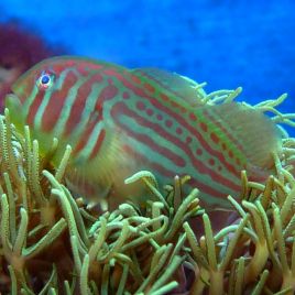 Gobiodon histrio / rivulatus : 1,5 à 2 cm  