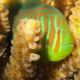 Gobiodon histrio / rivulatus : 2 à 3 cm  