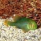 Gobiodon histrio / rivulatus : 2 à 3 cm  