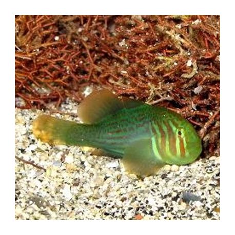 Gobiodon histrio / rivulatus : 2 à 3 cm  