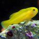 Gobiodon okinawae : 1,5 à 2 cm  