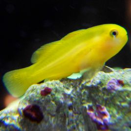 Gobiodon okinawae : 1,5 à 2 cm  