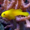 Gobiodon okinawae : 2-3  cm