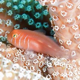 Gobiodon quinquestrigatus 1.5 - 3 cm