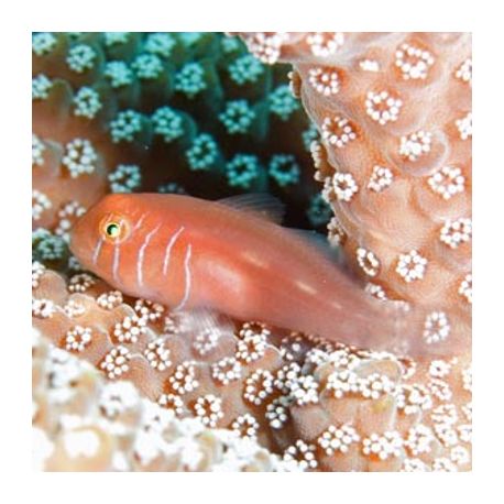 Gobiodon quinquestrigatus 1.5 - 3 cm