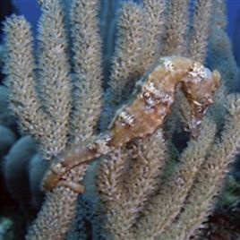 Hippocampus Erectus 10-12 cm 