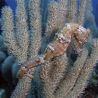 Hippocampus Erectus 10-12 cm
