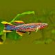 Fundulopanchax gardneri 5-6cm le couple         