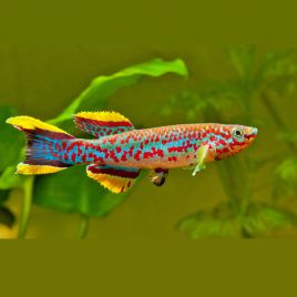 Fundulopanchax gardneri 5-6cm le couple         