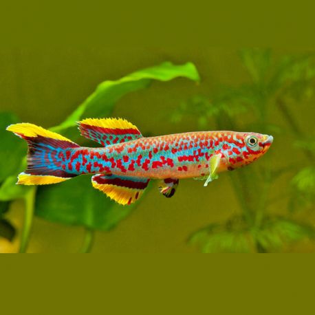 Fundulopanchax gardneri 5-6cm le couple         