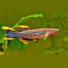 Fundulopanchax gardneri 4-5cm le couple         