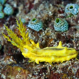 Colochirus robustus (Cucumaria sp) - comcombres jaunes nains 2-3cm