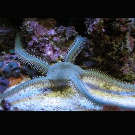 Ophiarachna incrassata - Ophiure verte poilue