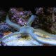 Ophiarachna incrassata - Ophiure verte poilue lot de 2