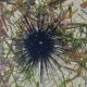 Diadema setosum - Oursin à longues épines 6-10 cm  lot de 2