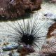 Diadema setosum - Oursin à longues épines 6-10 cm  lot de 2