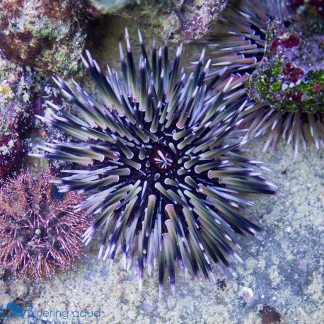 Echinometra mathaei - Oursin perforant