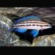Julidochromis Dickfeldi 4-6cm  9,50 €