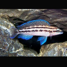 Julidochromis Dickfeldi 4-6cm  9,50 €