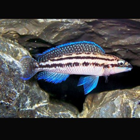 Julidochromis Dickfeldi 4-6cm  9,50 €