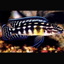 Julidochromis Marlieri 4-6cm 9,50 €