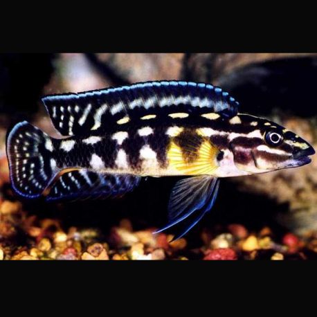 Julidochromis Marlieri 4-6cm 9,50 €