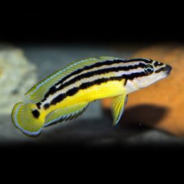 Julidochromis Ornatus 4-6cm       8,50 €