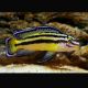 Julidochromis Regani Kippili 4-6cm 8,50 €
