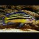 Julidochromis Regani Kippili 4-6cm 9,50 €