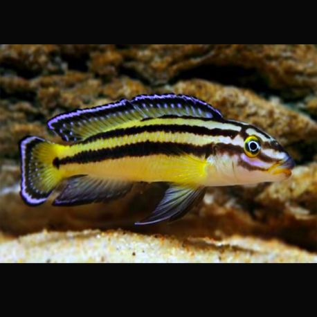Julidochromis Regani Kippili 4-6cm 9,50 €