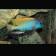 Buccochromis rhoadesii 4-6cm 8,50 €