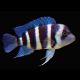 Cyphotilapia Frontosa burundi 6-8 cm le lot de 2     44,50 €