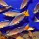 Cyprichromis leptosoma le couple 7-9cm      39,50 €