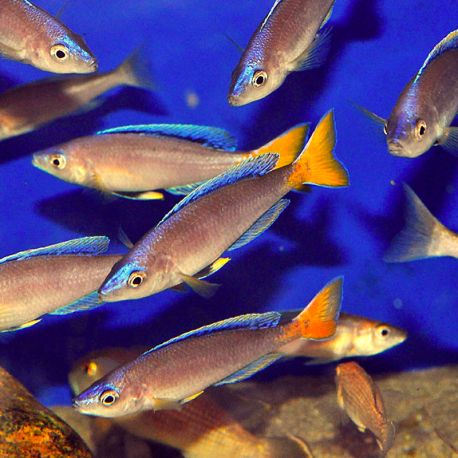 Cyprichromis leptosoma le couple 7-9cm      39,50 €