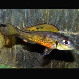 callochromis melanostigma lot de 2 16,50 €