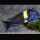 Tropheus Duboisi 7-8 cm  37,50 €